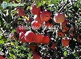 プロモーション！50個の種子/パック*レッドアップルツリーの種子BONSAIシリーズ*香り高い、SWEET、CRISP *ガーデニング種子