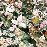 【50ポットセット】 ハツユキカズラ 9cmポット ハツユキカヅラ はつゆきかずら 初雪カズラ 苗木 植木 苗 庭木 生け垣