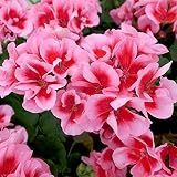 ゼラニウム：カリオペローズスプラッシュ5号鉢植え[栄養系ゼラニウムの王様] ノーブランド品