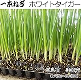ねぎ 苗 ホワイトタイガー セル苗100穴 一本 ネギ