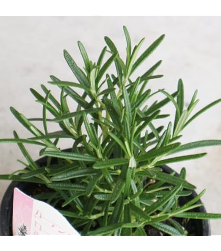 ローズマリー RosettE days – Rosemary～ローズマリー～ 結婚指輪 | ロゼットデイズ