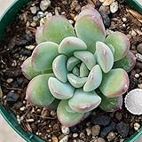クレア 7.5cmポット パキベリア Pachyveria Claire 福岡県産 多肉植物 多肉 観葉植物 インテリアグリーン 寄せ植えに