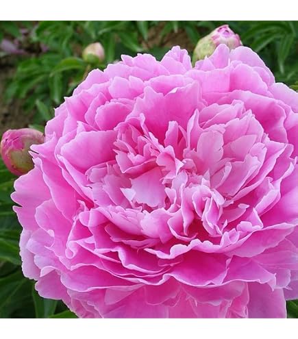 満州山芍薬 苗 1株 希少 山野草 ピンク ヤマシャクヤク】 ポット 一重 白 Amazon.co.jp: 山芍薬 白 つぼみあり 山野草 ポット苗 : DIY・工具