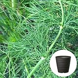 ディル 栽培 セット/ハーブ/軽量 プラスチック 鉢 プランター/ダークブラウン