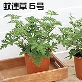 (観葉)ハーブ カレンソウ(蚊連草) 5号(1鉢)(説明書付き) 虫除け植物 家庭菜園 [生体]