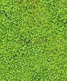 500アイリッシュモスの種子 - Sagina Subulata - 地面のカバーやコンテナに最適