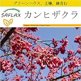 SAFLAX - 鉢植えセット - カンヒザクラ - 10 個の種。- ミニプラスチックグリーンハウス、鉢植え用土壌、鉢×2個を含みます - Cerasus campanulata syn. Prun