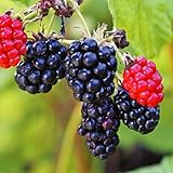 国華園　果樹苗　キイチゴ　ボイセンベリー　1株【※発送が国華園からの場合のみ正規品です】