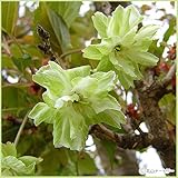 桜（サクラ）苗木　御衣黄（ギョイコウ）