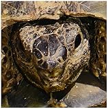 Taiche写真 – Reptiles Tortoises – タイル 12-Inch-Ceramic ct_17658_4