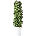 選べる観葉植物 10号鉢 (ポトス(タワー仕立て), ファイバークレイ)