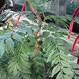 カレーの木3号ポット 2株セット[南洋サンショウ・カレーリーフ・アジアンスパイス] ノーブランド品