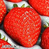 国華園　いちご苗　とちひとみP　3株【※発送が国華園からの場合のみ正規品です】