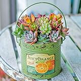 多肉植物 寄せ植え taniku フルーツビンテージ缶 ラウンド Lサイズ ( ジューシー オレンジ 柄 )