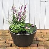 (ビオトープ/睡蓮)はじめての睡蓮セット(姫睡蓮赤+メダカ睡蓮鉢グレー+ヒメダカ+浮き草他) 1セット 説明書付 本州・四国限定[生体]
