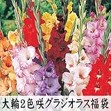 国華園　春植え球根 2色咲グラジオラス福袋(品種見計らい・名称付) 120球【※発送が国華園からの場合のみ正規品です】
