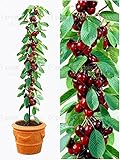 20pcs/bag cherry bonsai fruit seeds Sweet Sylvia Upright Cherry Self-fertile Dwarf Tree seeds plant 