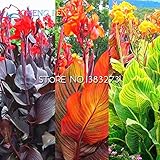 10個カンナ種子美しい花の種ミックスインディカリリーガーデン球根花屋外鉢植え盆栽フローレス植物。ホームギフト