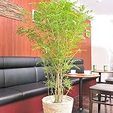 観葉植物　シマトネリコ　10号※白バスケット鉢カバー付 ＜誕生日祝い　結婚祝い　結婚記念日　出産祝いに＞