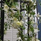 クレマチス：シルホサ4.5号ポット[2年生苗]（冬咲き・シルホサ系）