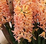 0406 ヒアシンス球根テープ巻 (水栽培用) 橙 1球 0406 ヒアシンス球根テープ巻 (水栽培用) 橙 1球