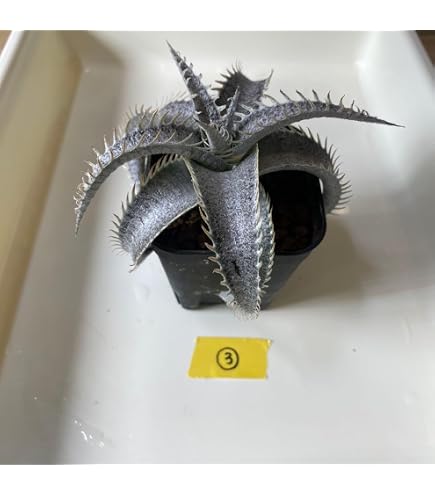 Amazon.co.jp: Dyckia 'Larry The Chopper' ディッキア ラリーザ