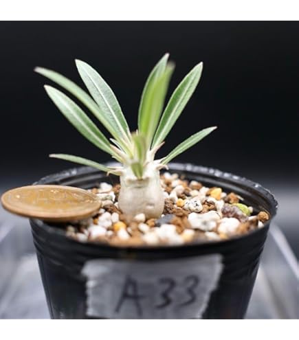 グラキリス 丸型 発根済 奇形丸 グラキリス BG-181 × S.N.Pot 