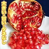 国華園　果樹苗　ザクロ　スイートハニー　1株