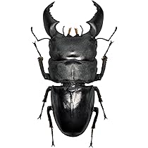 Amazon.co.jp: 涅槃 1/1サイズ ヒラタクワガタ 9.4cm フィギュア