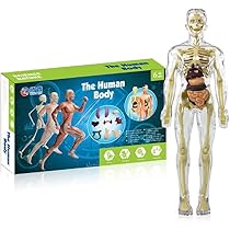 Amazon.co.jp: 人体胴体解剖学スケルトンモデル子供用取り外し