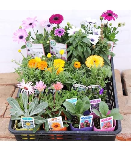 千鳥草 ・ラークスパー ミックス苗 2苗 ☆ドライフラワー向き☆花苗☆ Amazon.co.jp: 千鳥草 ラークスパー ミックス苗 5苗 ☆ドライフラワー