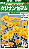 サカタのタネ 実咲花6308 クリサンセマム アップライトイエロー 10袋セット