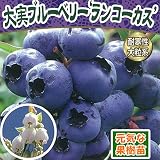 2017年新苗・果樹苗 ブルーベリー ランコーカス 6号(直径18cm)ポット 1株