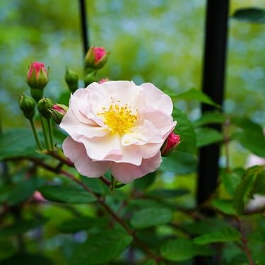 Amazon.co.jp ほしい物ランキング: 園芸用苗 で、ほしい物リストと
