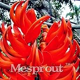 Mucuna birdwoodiana seeds 10PCS Exotic plants Bird Flowers Seeds Garden Planting Rare Flowers Novel 