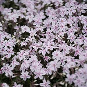 Amazon 芝桜 シバザクラ キャンディキャンディ 3号ポット苗 宿根草 苗 多年草 耐寒性 常緑 グランドカバー Diy 工具 ガーデン