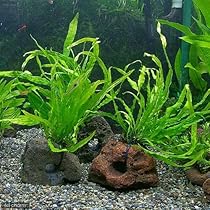 61dSUS9z4jL._AC_UL210_SR210,