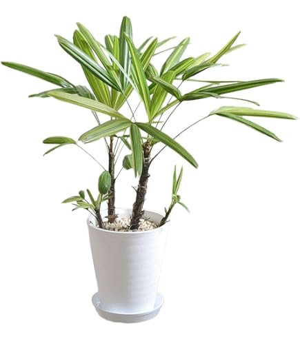 Amazon｜観音竹 瑞晃錦 / カンノンチク（8.5～9号）｜観葉植物