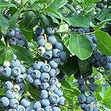 ブルーベリー 苗木 ティフブルー 13.5cmポット苗 3年生苗 ラビットアイ系 ブルーベリー 苗