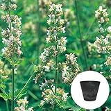 キャット ニップ 栽培 セット / ハーブ / アートストーン 鉢 プランター / 貯水機能 付 / ブラック