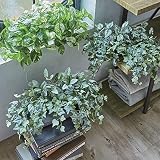 CT触媒加工シェルフプランツ［人工観葉植物・インテリアグリーン］ H28310(サイズはありません ウ：フィットニア＆フロストアイビ)