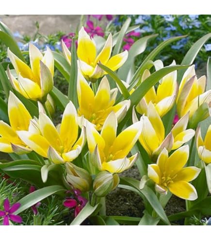 Amazon | はなみどり 原種系ミニチューリップ ブライトジェム