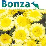 ボンザマーガレット：ウルル咲き（アネモネ咲き）イエロー3.5号ポット 6株セット ノーブランド品