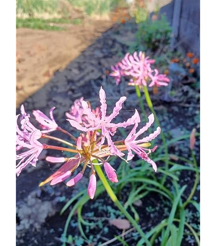 Amazon.co.jp: ダイヤモンドリリー ネリネ球根 サルニエンシス ピンク