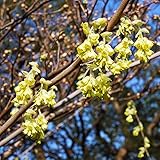 トサミズキ（土佐水木） 樹高0.8m前後 落葉低木