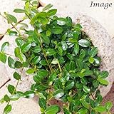 (観葉)苔盆栽 フィカス シャングリラ(つる性ガジュマル) 抗火石鉢植え Mサイズ(1鉢) 本州・四国限定[生体]