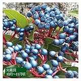 ビバーナム ティヌス プラ鉢植え（2年生苗）