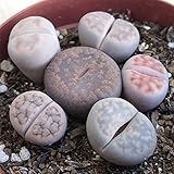 メセン・ブリアンテマム寄せ植え 2.5号 2ポットセット[リトープス・メセン・女仙]