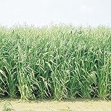 【種 10kg】 エンバク ニューオールマイティ 中生 酪農 畜産 緑肥 [播種期：2～11月] えん麦 雪印種苗 米S代不