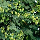 50個の種子/パックがHOPS - lupulus Humulus - 種子 - 今日あなた自身のビールを醸造 - 年々返します - 植物フォーム根茎